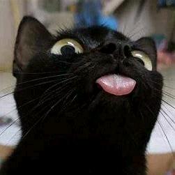 仔仔的猫meme