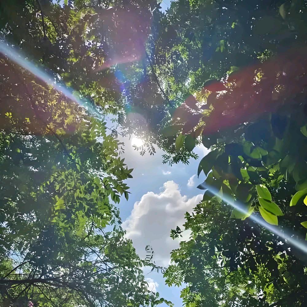 晴天枫叶