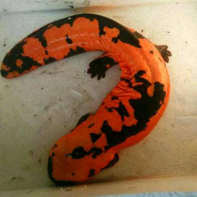 鲵缘