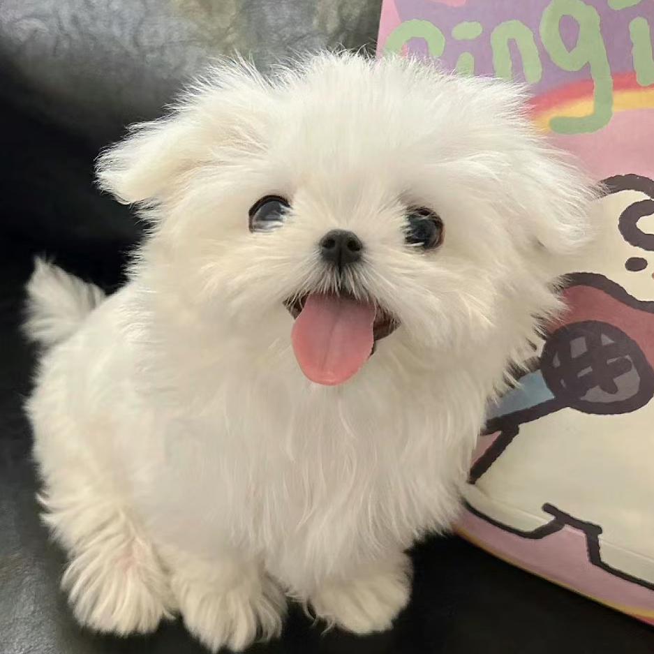 玉米小狗