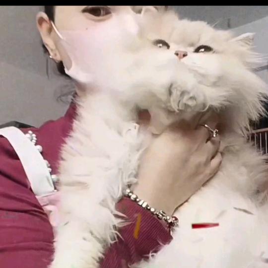 格格家的猫