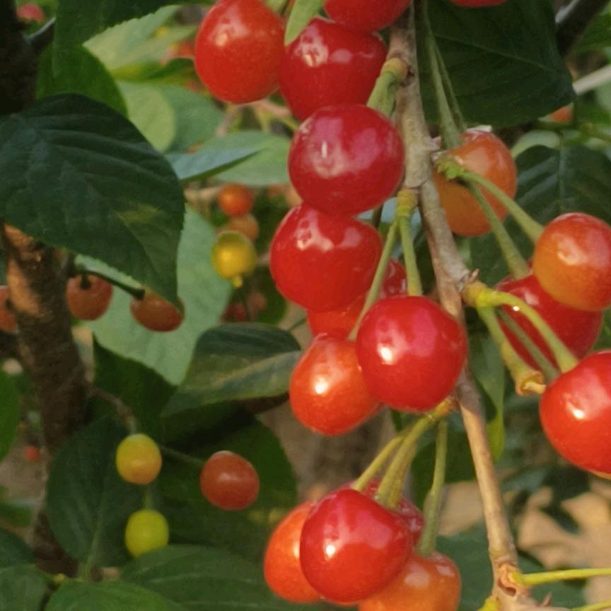 小范樱桃采摘园樱🍒🍒🍒🍒🍒🍒