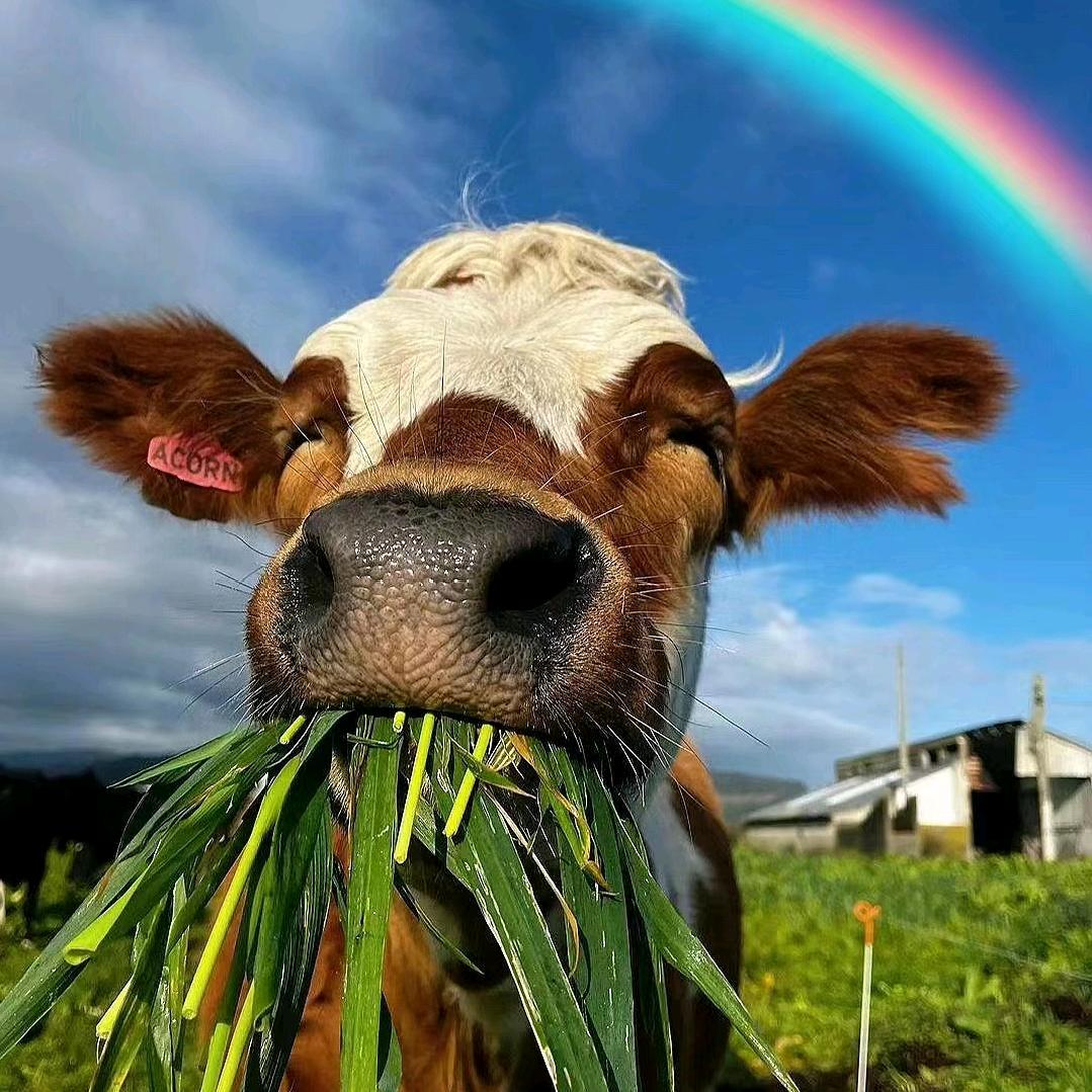 顶小鲜原切牛排