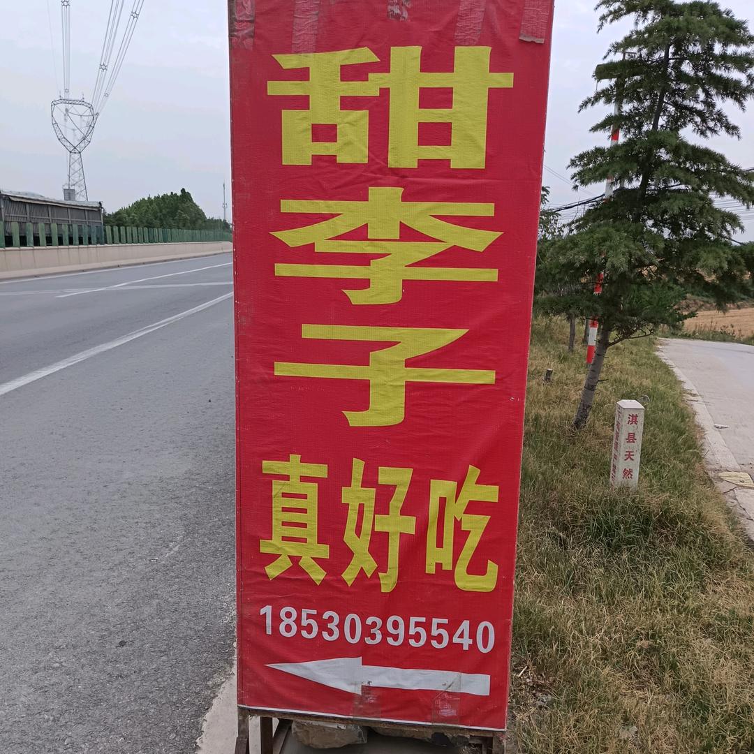 鹤壁淇县朝阳寺路口李子采摘园