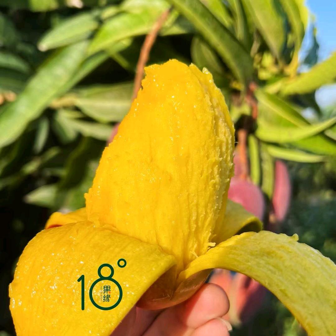 罗小黑-精品商务水果