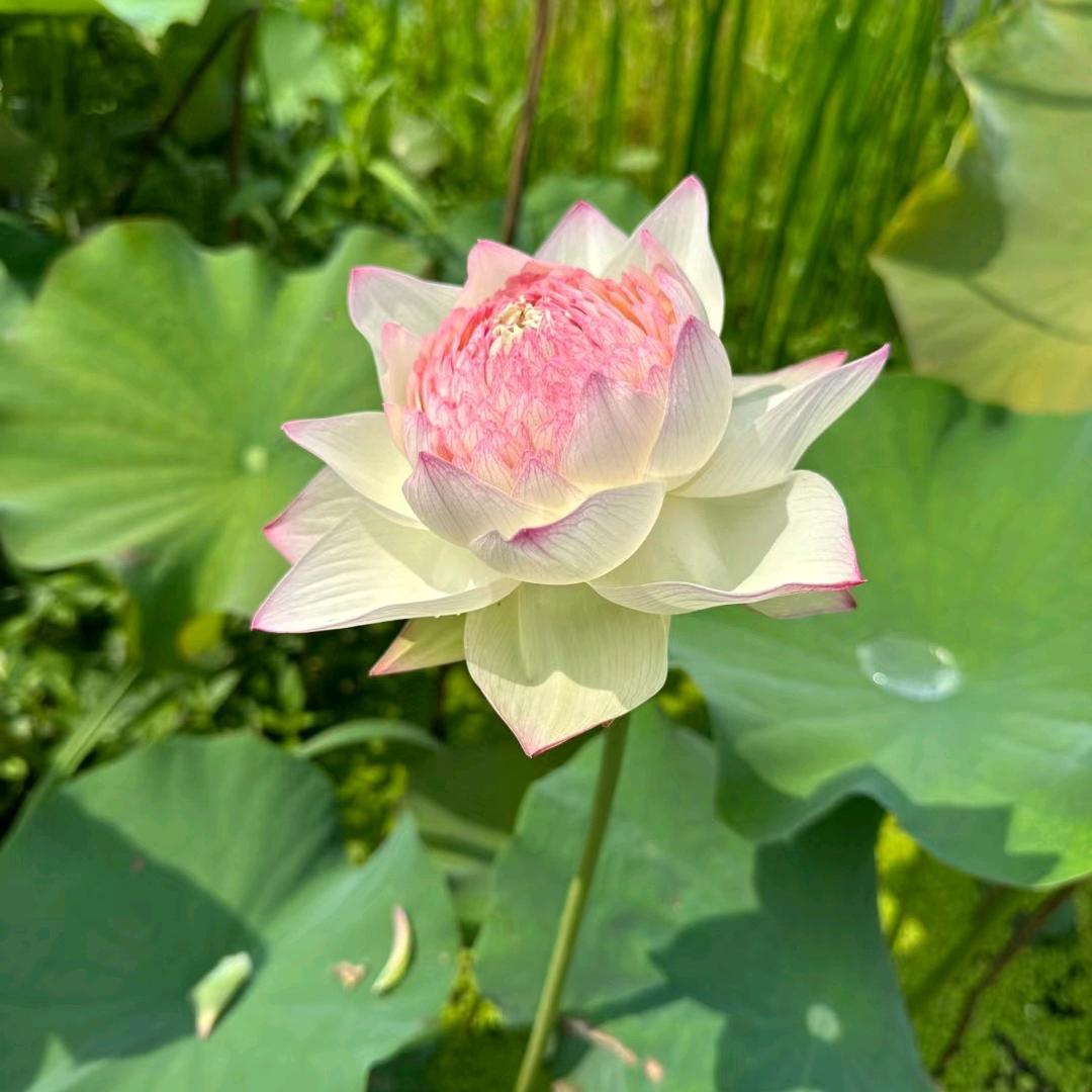 花开半夏品优甄