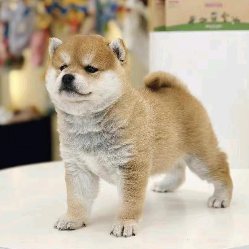 多福优宠