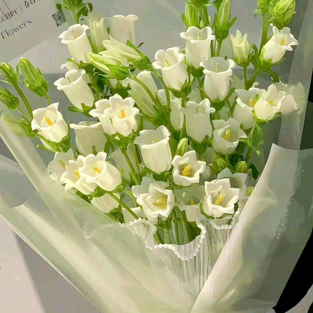 小可爱