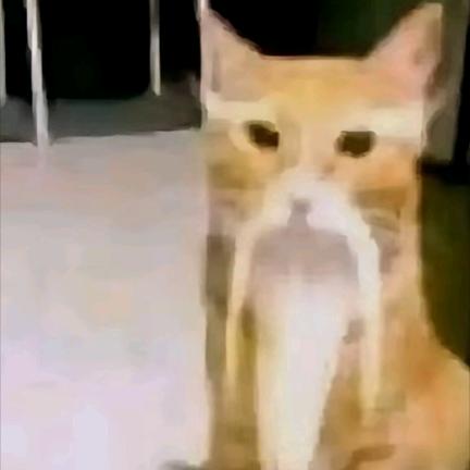 哈基米仙人