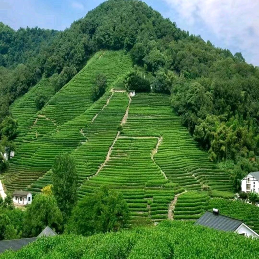 花香四季