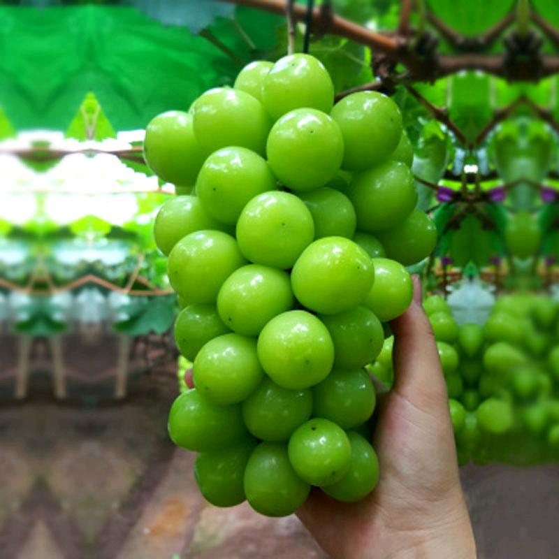 SIVON青翠果树苗木专卖店