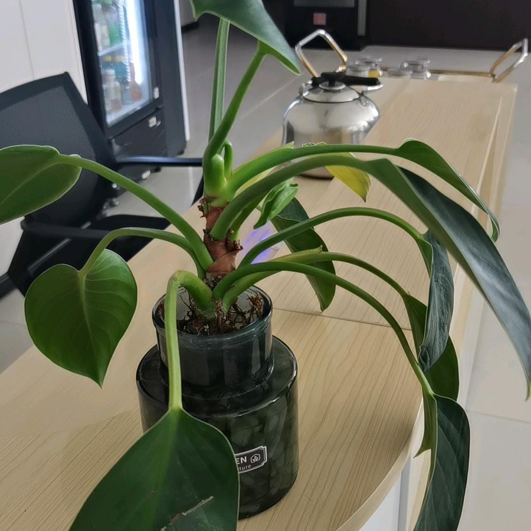 张秀玲
