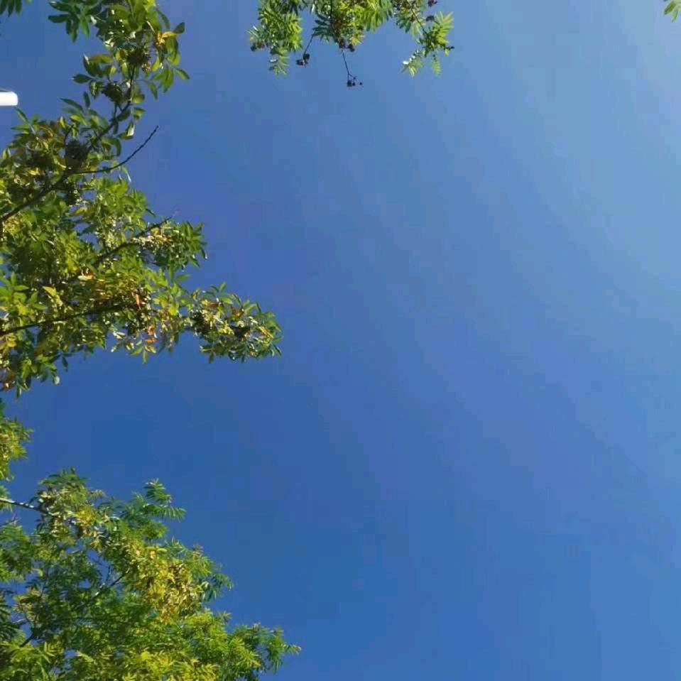岛主