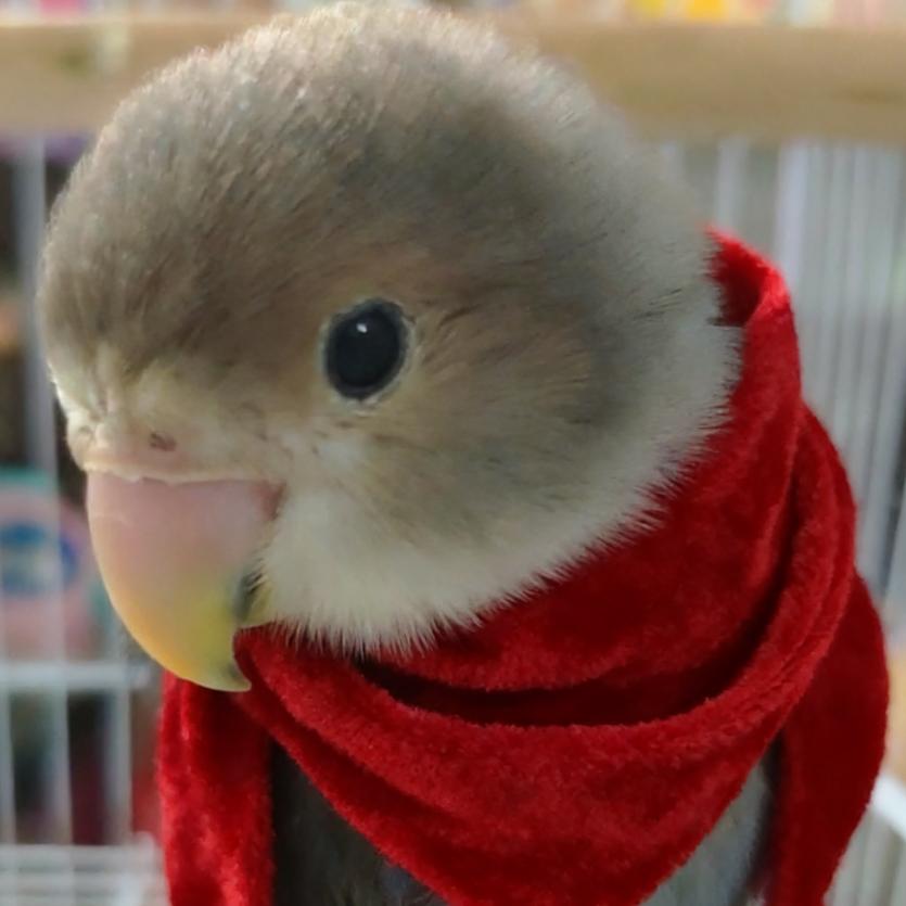 趴菜宝宝很可爱(接简单稿)