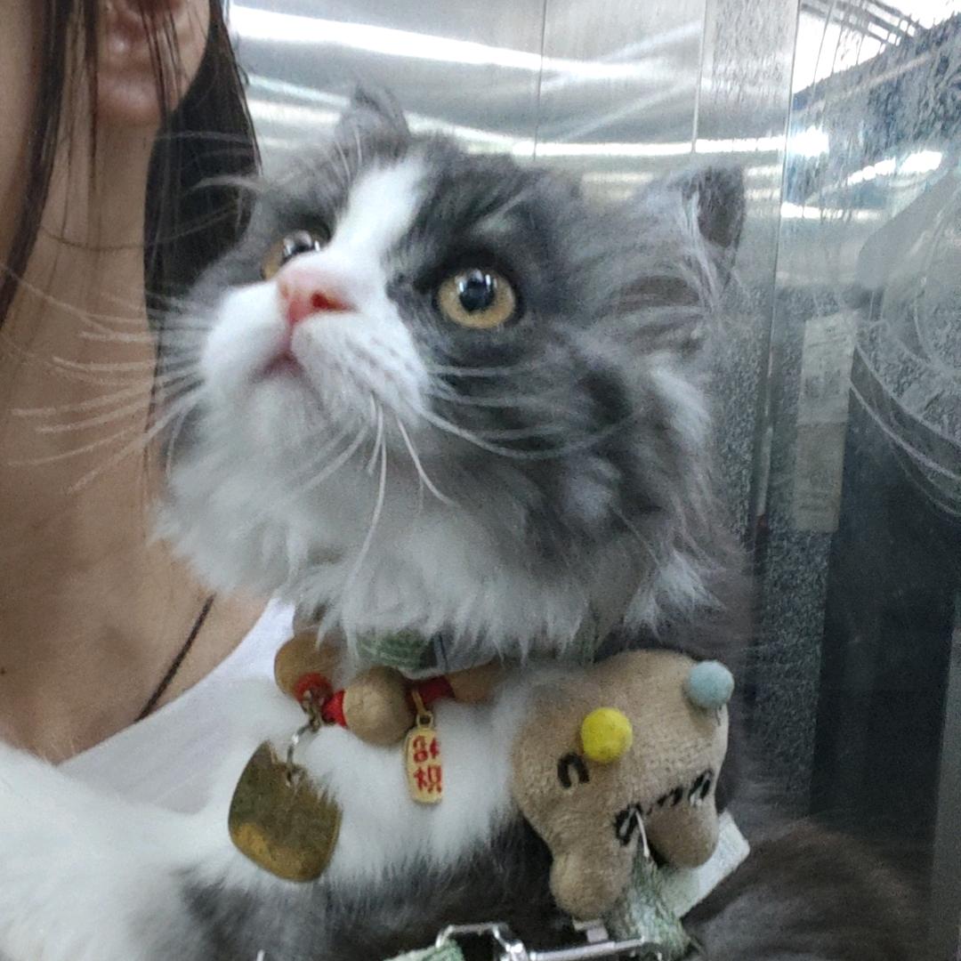 子卿是只喵🐱