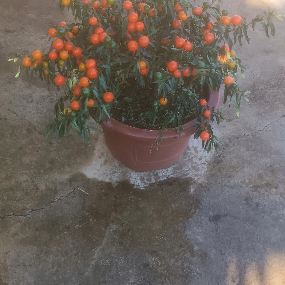 岁月如歌
