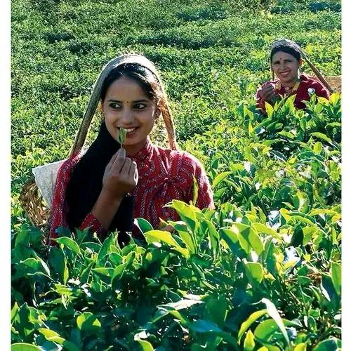 arzigul///三舍茶馆🍵