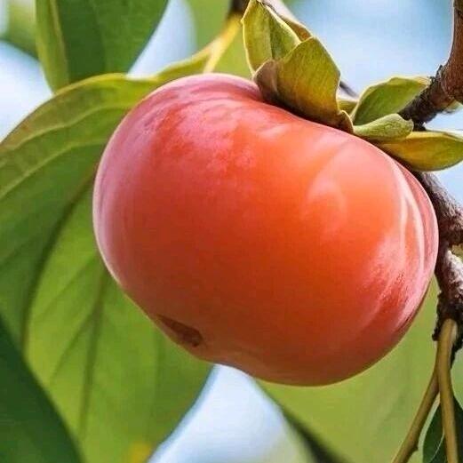 🕊不知归去的喜燕🌺