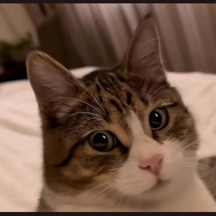 一人一猫及若干月季