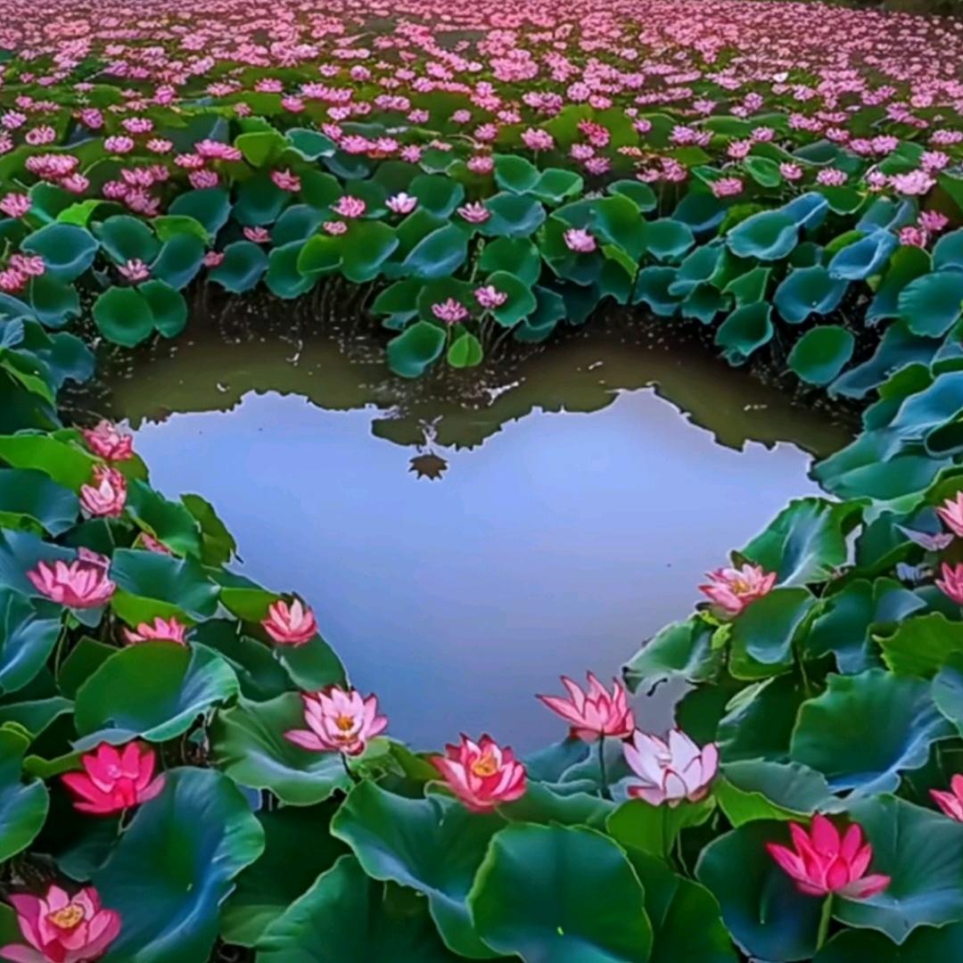 ☆清风徐来♡水波不兴☆