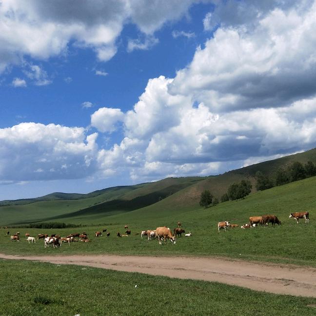 乌兰布统旅游咨询