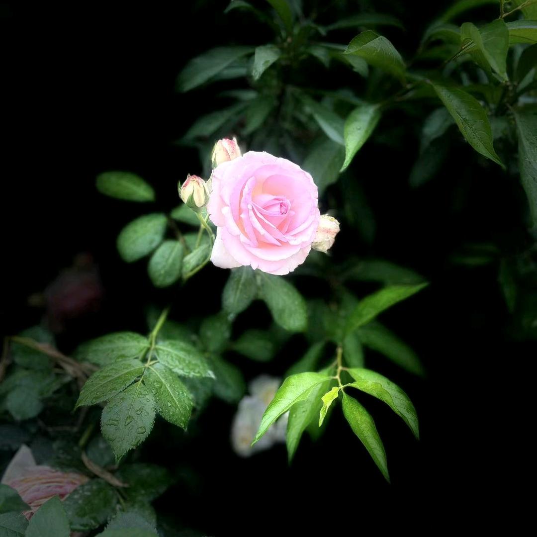 🪡微笑向暖🌻