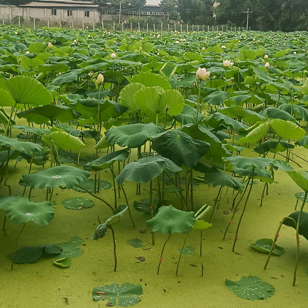 一生有李，一王情深