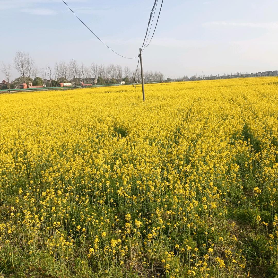 遇🌳🌻🌺见