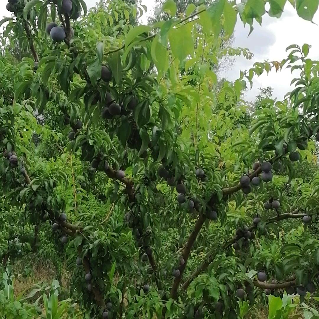 徐英