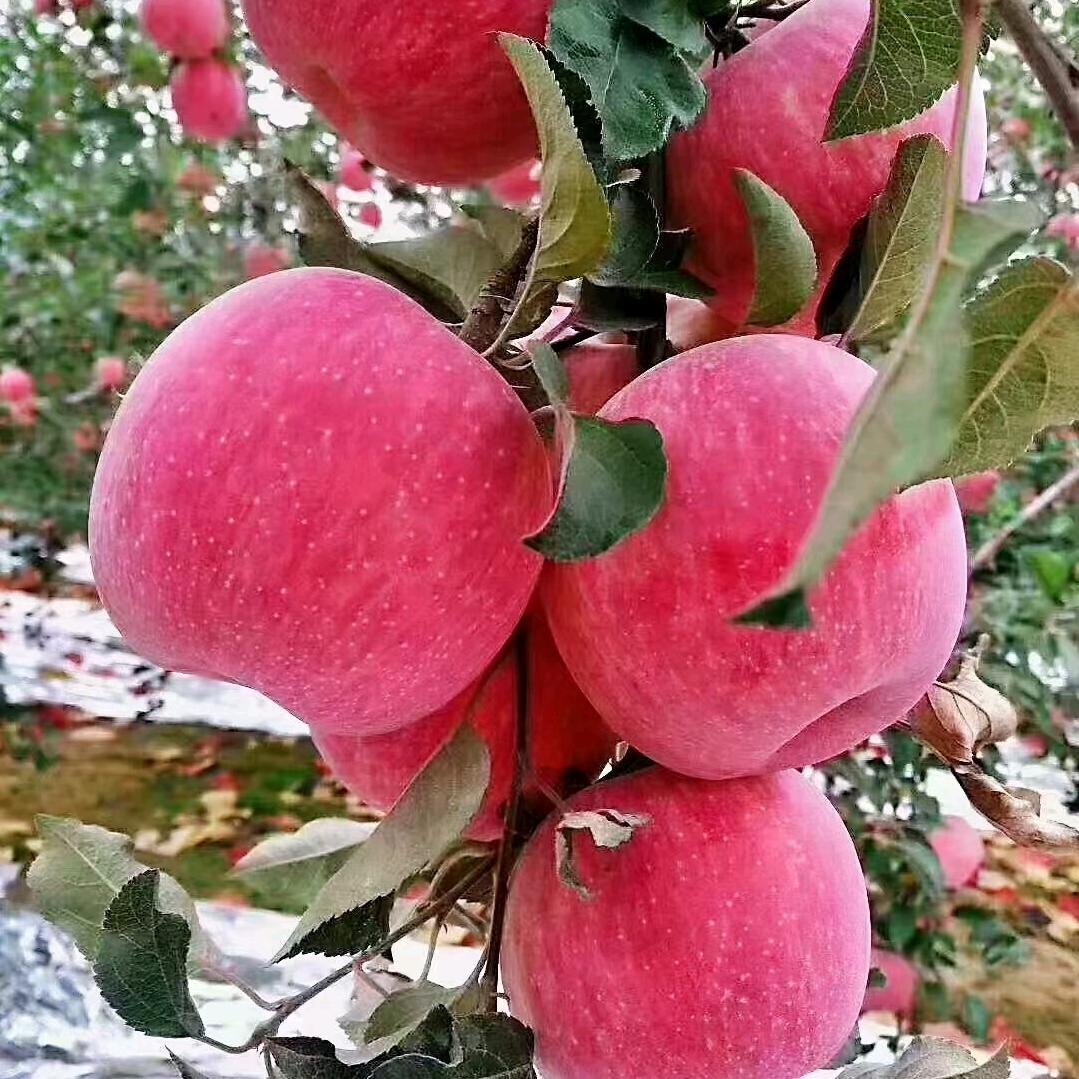 农村🍎小妮