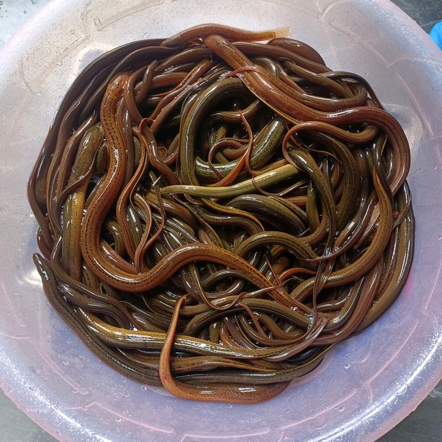 二师兄户外