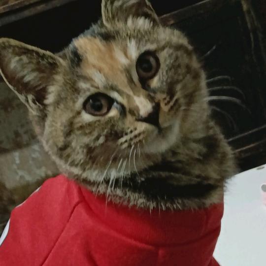 《你真我就真》《你假我就转身》