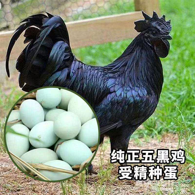 鸡的乐园