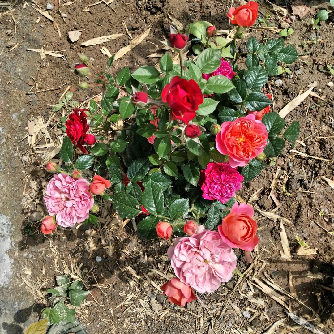 红平果