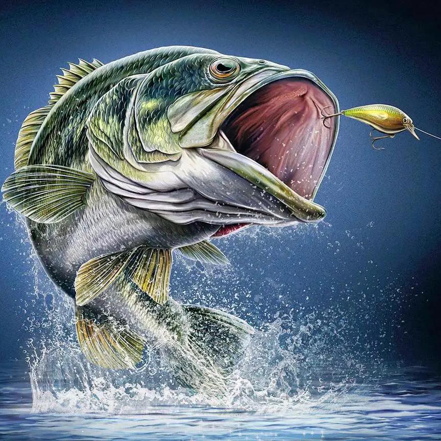 大兴路亚（天天128）天天一千五标鲈