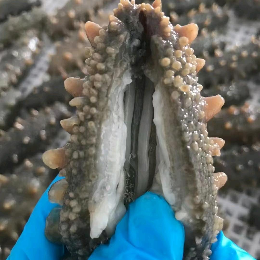 刚子海参