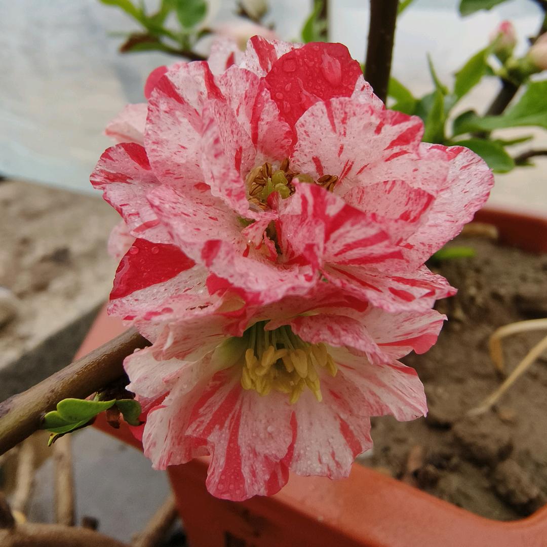 弘森花卉盆景基地