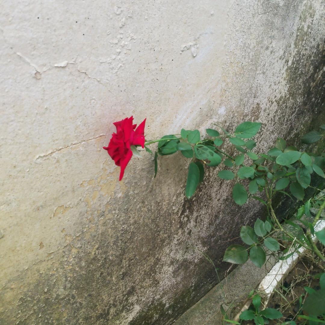 zuli一片青🌷🌷🌷🌺🌺🌺