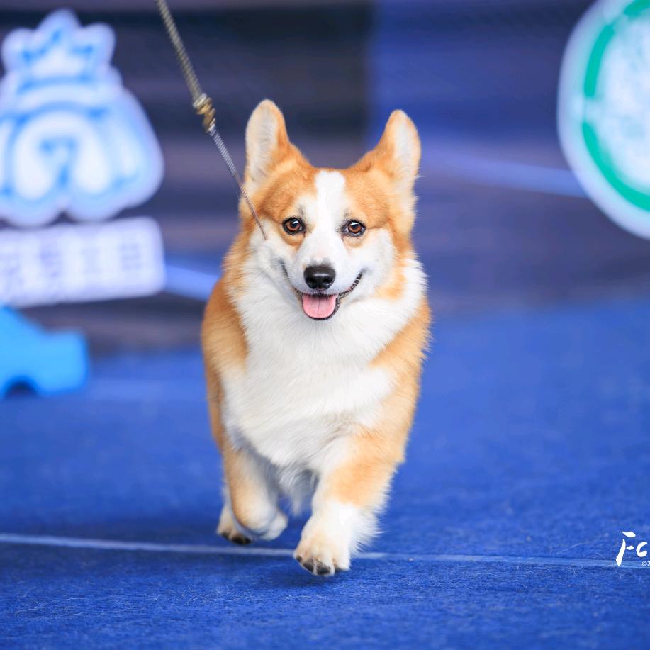 我们家都是短腿