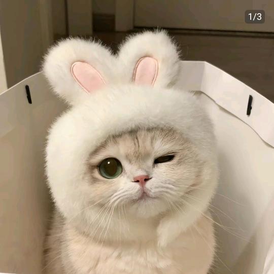 Favourite、ab 