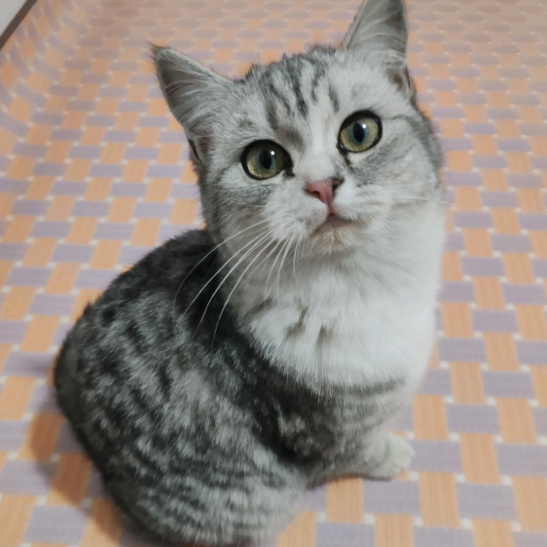 小豆豆…来电铃声🌴