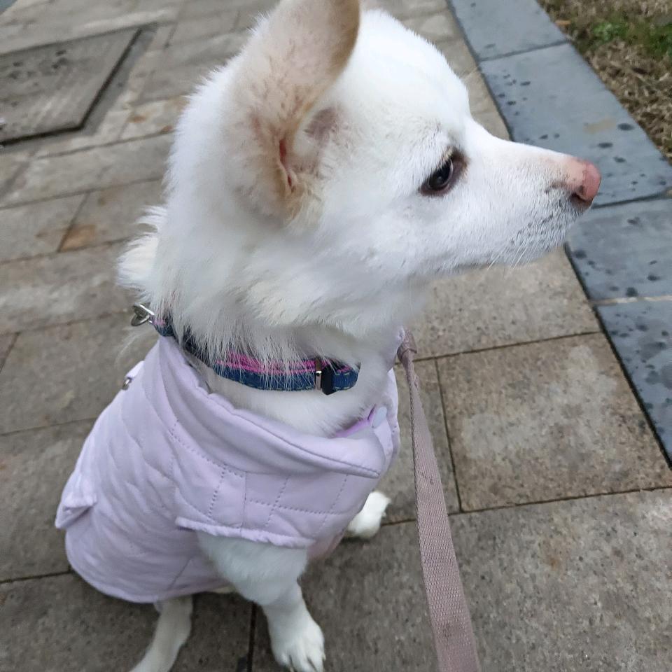 幸福的小白（残疾流浪狗）