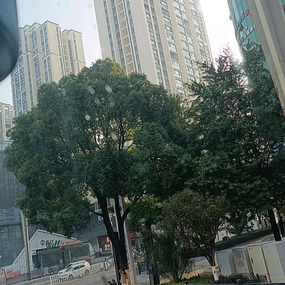 小牛牛