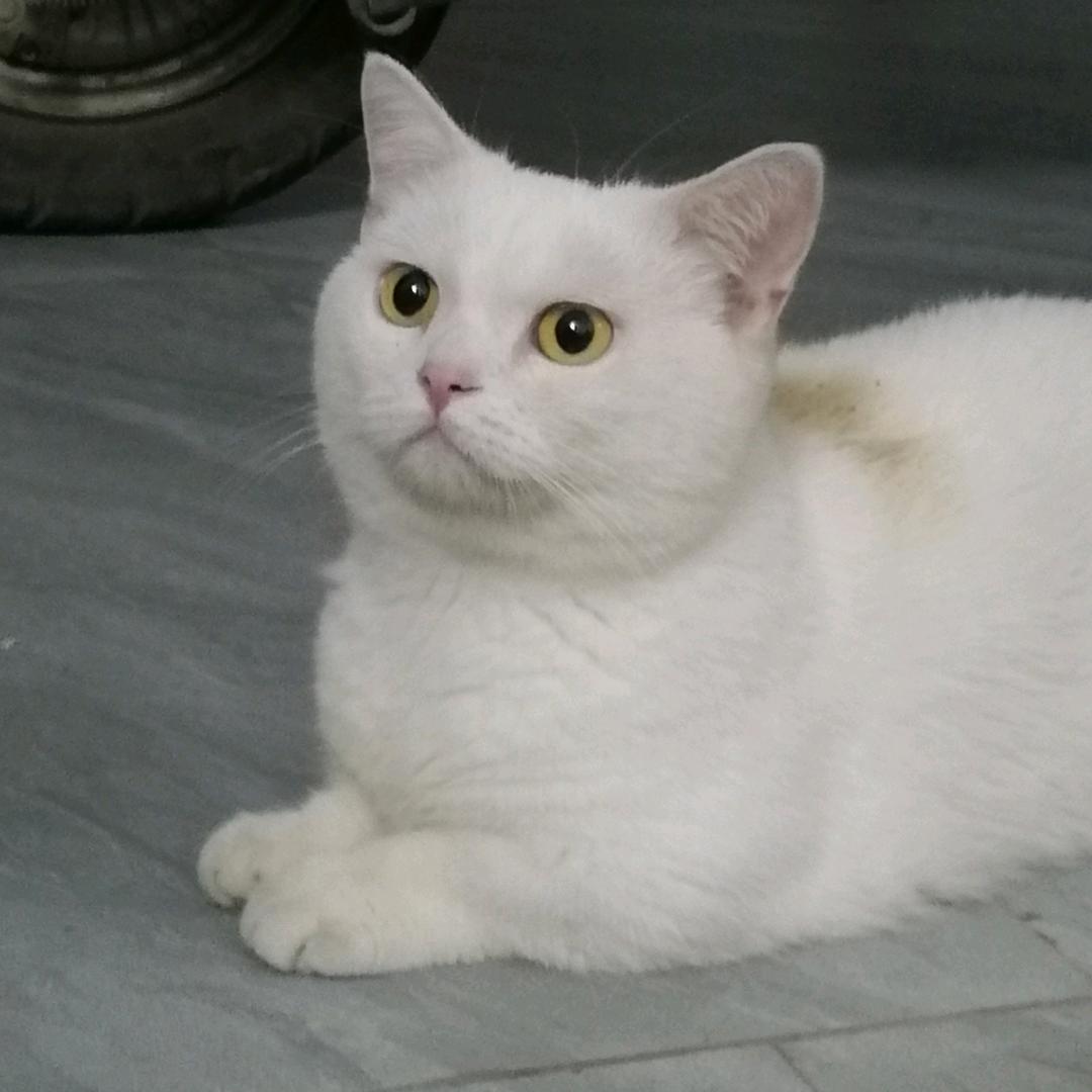 热爱生活的小猫咪