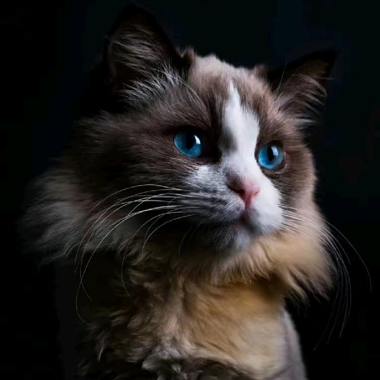 历史之猫