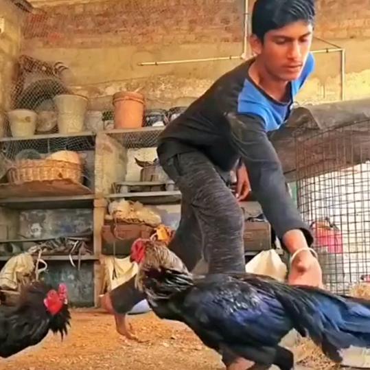 斗鸡斗狗萌宠阿妹