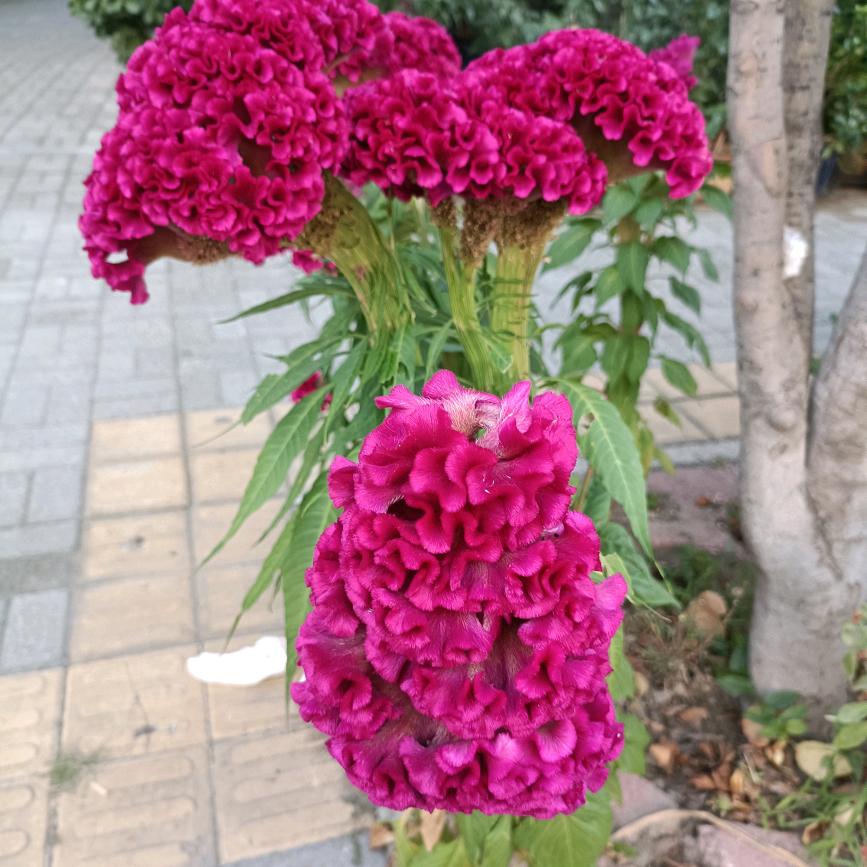 林小米