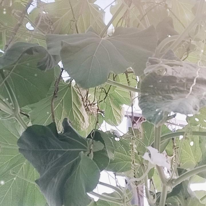 老郑