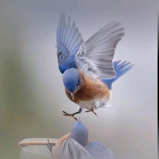 缘之星