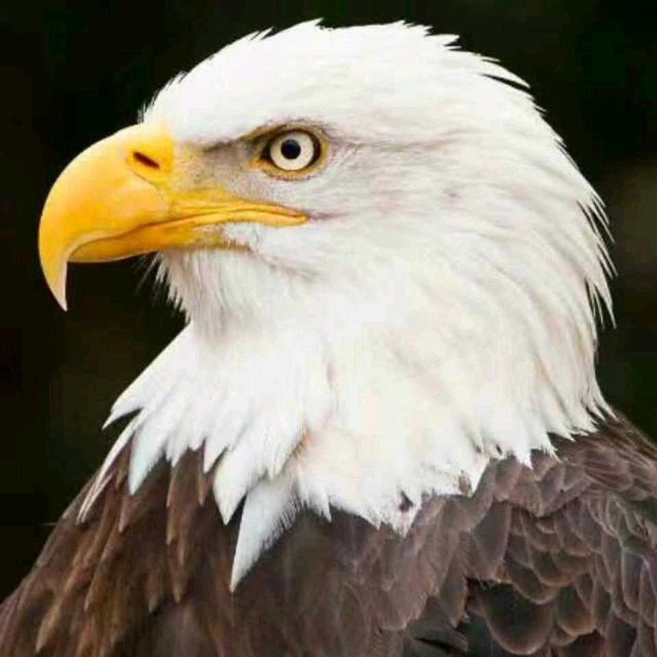 中国神鹰：企业管理/营销策划/品牌宣传